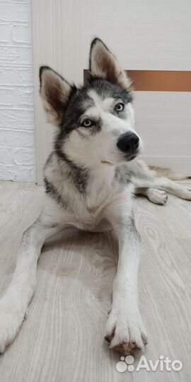 Сибирский хаски