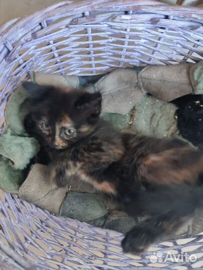 Котята в хорошие руки