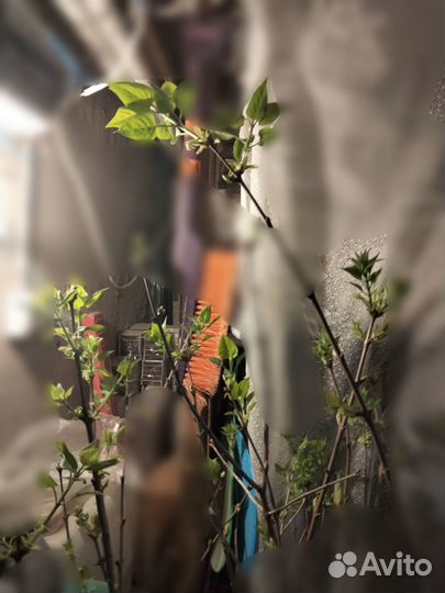 Сирень разных сортов на штамбе и без