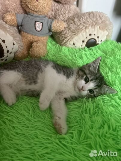 Кошка