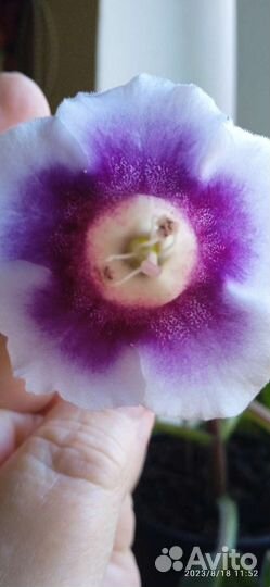 Пилея Кадье и глоксинии взрослые