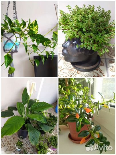 Комнатные растения седум пилея золотая рыбка