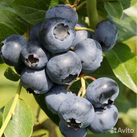 Саженцы голубики