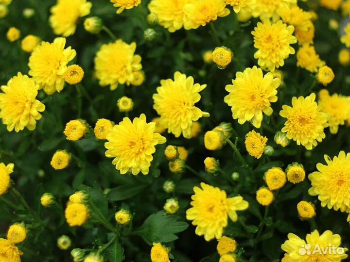 Хризантема садовая жёлтая