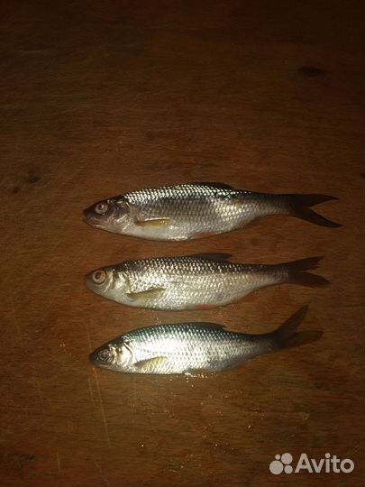 Малёк чебака (живец)