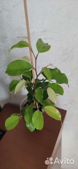 Фикус бенджамина Голден Моник