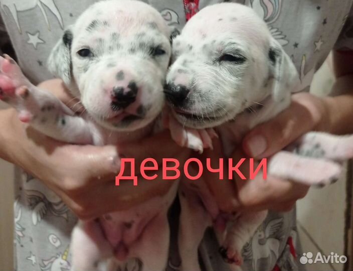 Щенки далматина