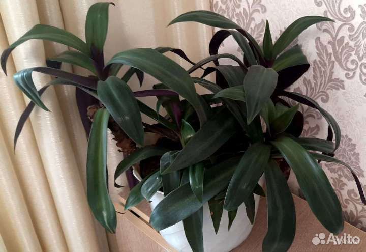 Традесканция