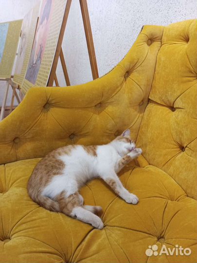 Котик винсент активно ищет дом