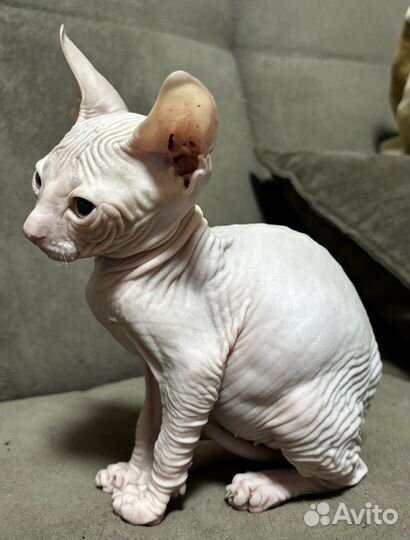 Донской сфинкс котята
