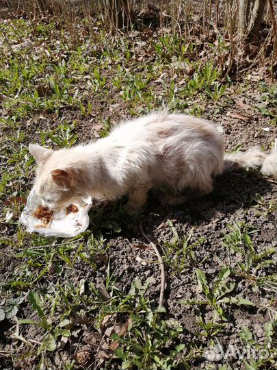 Особенный котик в добрые руки