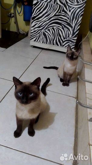 Сиамские котята