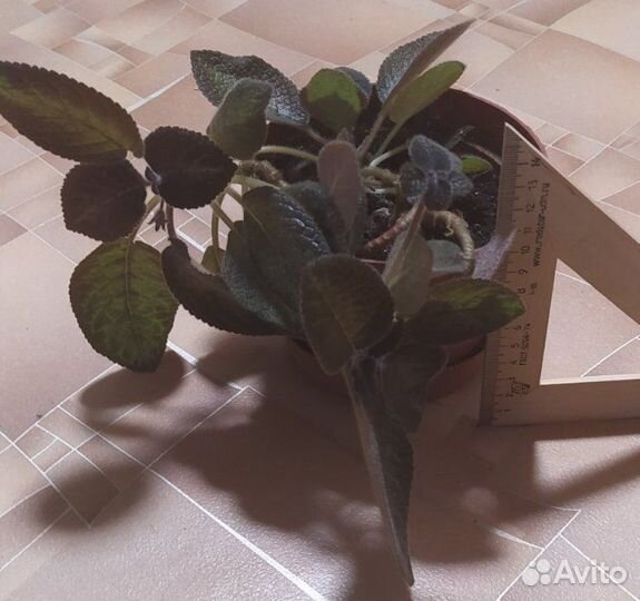 Эписция ползучая