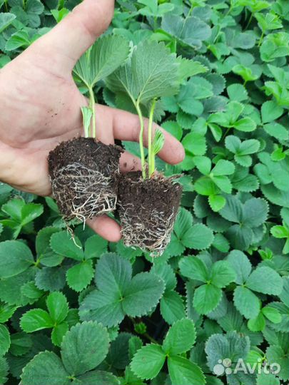 Клубника на весну, отправка по России