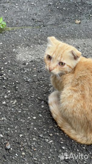 Рыжа кошечка 3,5 мес
