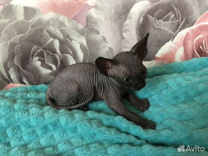 Домашние животные котята бесплатно