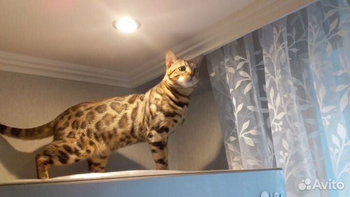 Кот на вязку