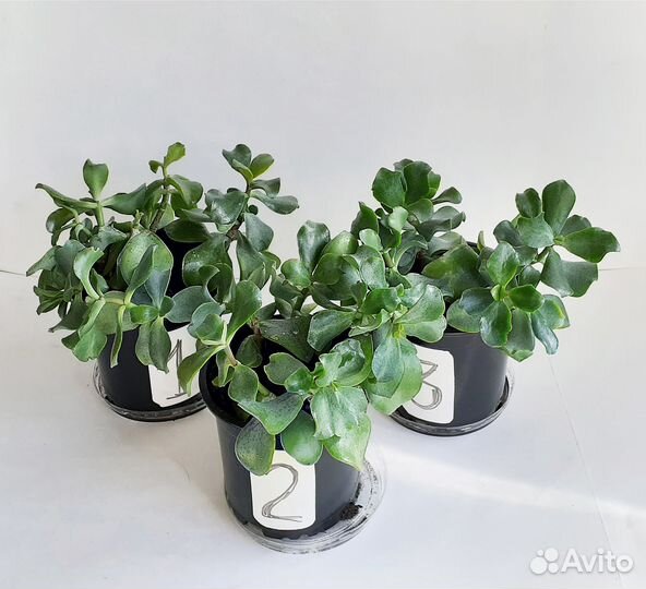 Крассула Кучерявая Синяя Птица (Денежное дерево)