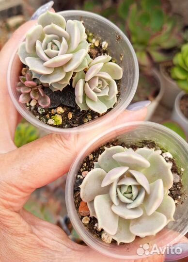 Суккуленты Thriller pearl и др