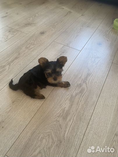 Йоркширский терьер мини