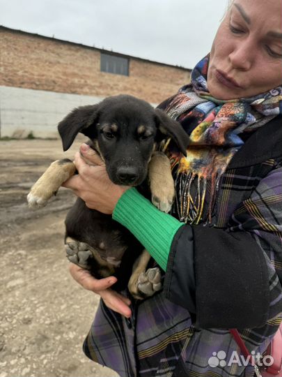 Щенки в добрые руки