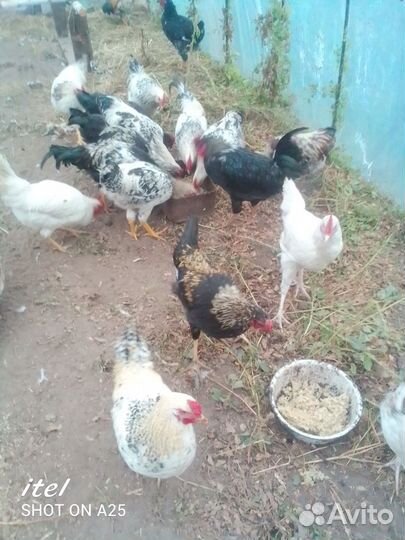 Петухи