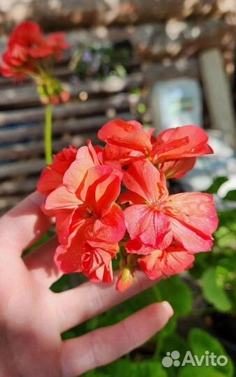 Пеларгония герань