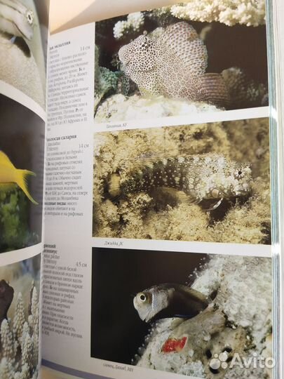 Путеводитель по коралловым рифам. Красное море