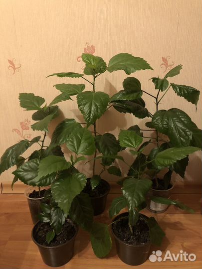 Китайская роза