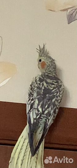 Кареллы птенцы