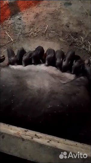 Поросята смесь мангалицы и кармала, дюрок ландрас