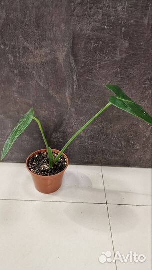 Монстера Лирата Алоказия Пеперомия Сингониум