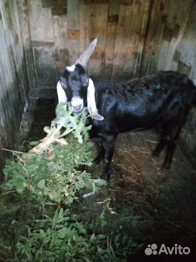 Нубийский козел