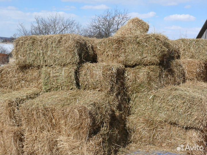 Продаю солому