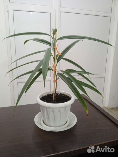 Комнатные растения