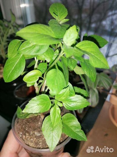 Плекрантусы, базилик многолетний, традесканция