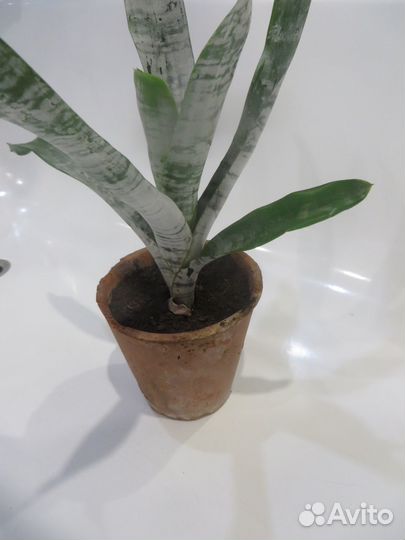 Эхмея Фасциата Примера комнатное растение