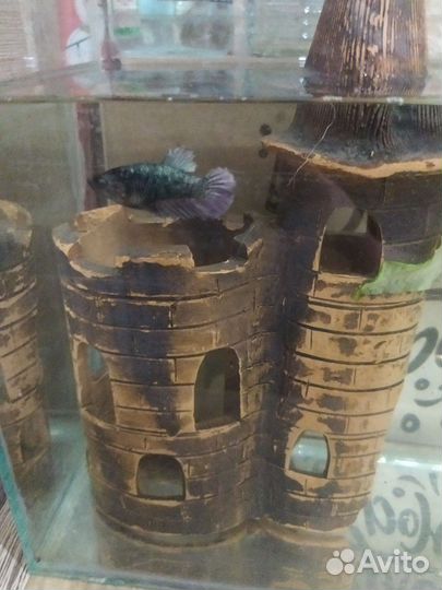 Самка петушка