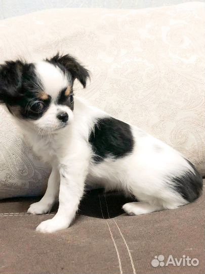 Длинношерстная девочка Чихуахуа