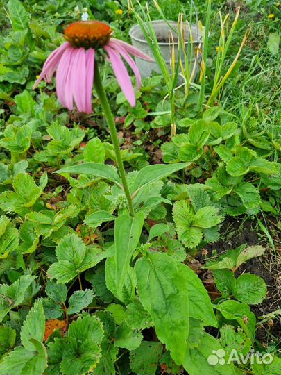 Эхинацея