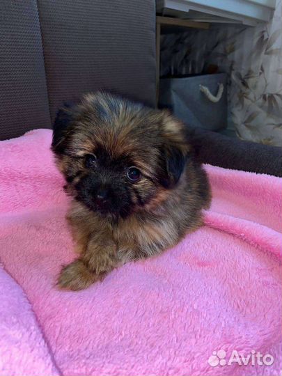 Щенок Мини шпиц