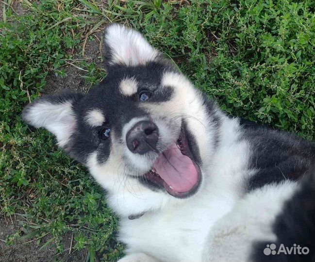 Щенки особые