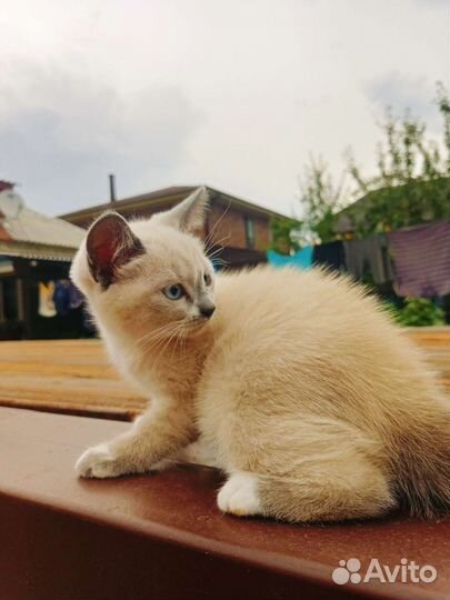 Котёнок сеамский