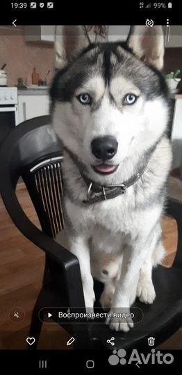 Вязка Хаски с паспотом породистый