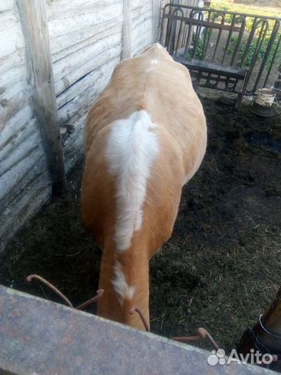 Телка стельная