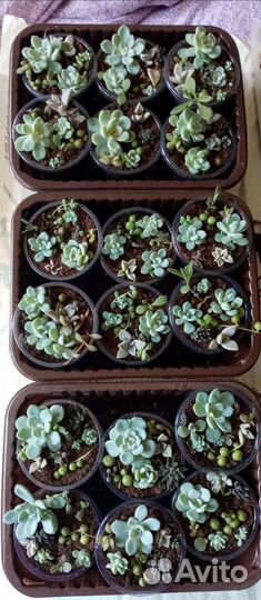 Суккуленты набор
