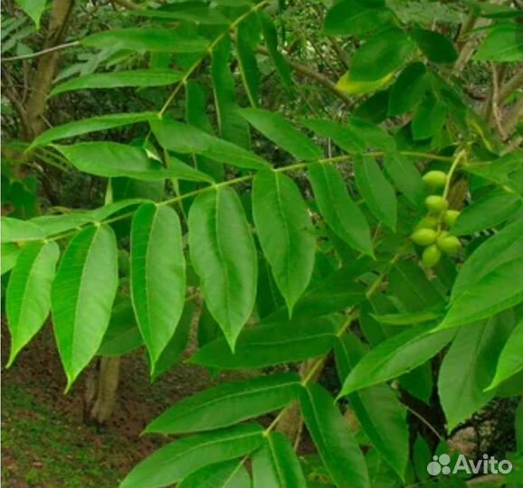 Орех сердцевидный саженцы