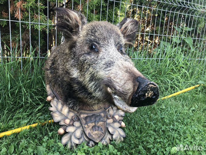 Голова кабана