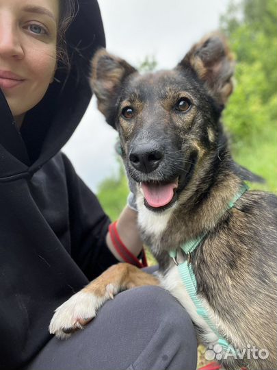 Собака Тишка малышка из приюта