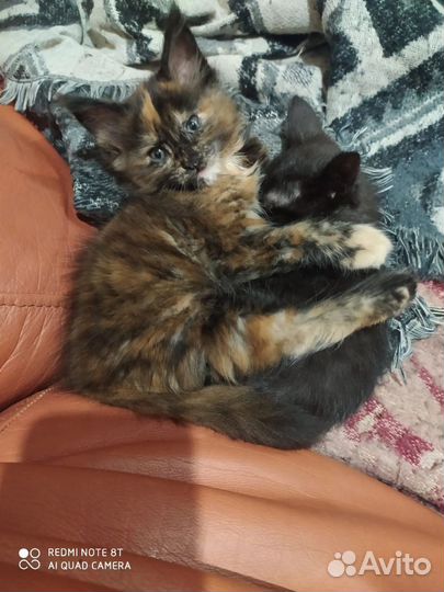 Котята мейн-кун